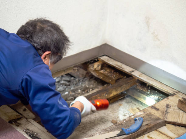 Best Residential Mold Remediation in Montello, WI