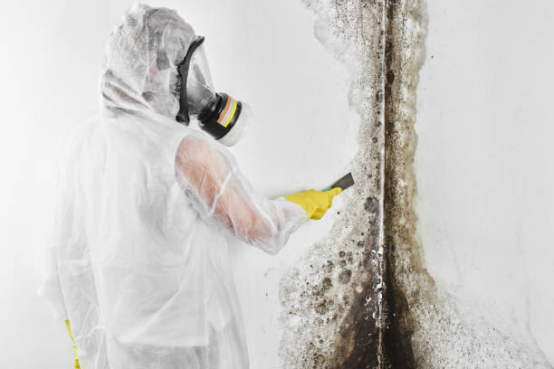 Best Bathroom Mold Remediation in Montello, WI