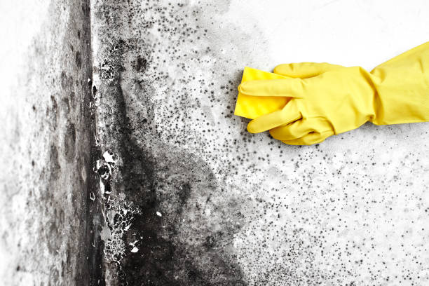 Best HVAC Mold Remediation in Montello, WI