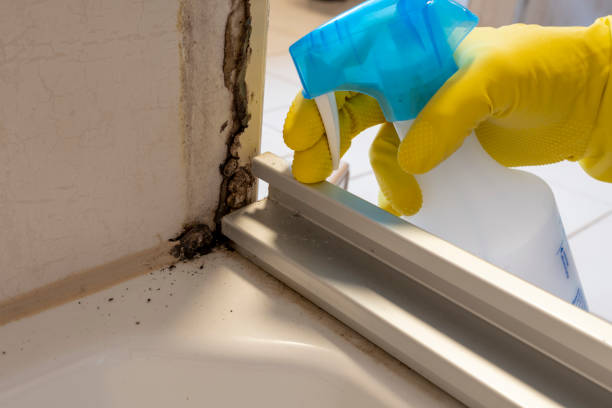 Best White Mold Remediation in Montello, WI