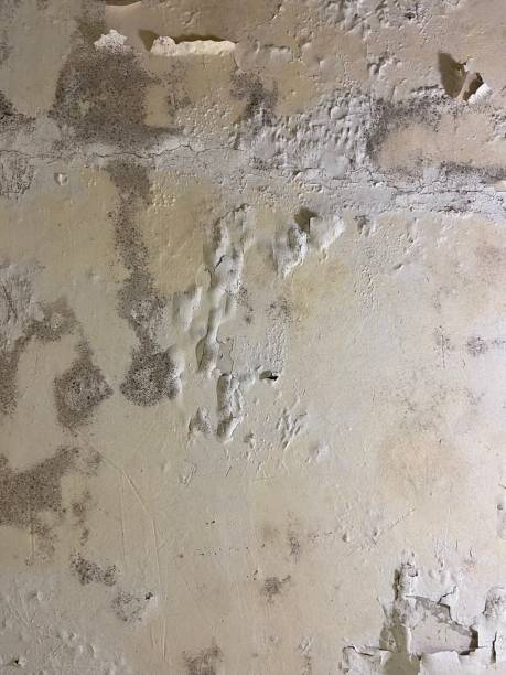 Best Commercial Mold Remediation in Montello, WI