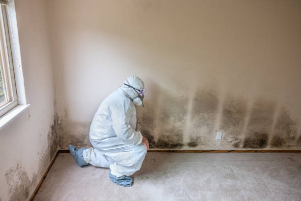 Best Industrial Mold Remediation in Montello, WI