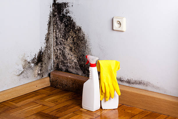 Best DIY Mold Remediation Support Services in Montello, WI