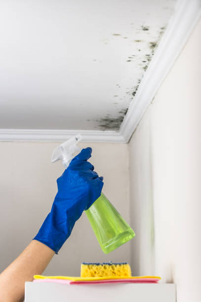 Best Industrial Mold Remediation in Montello, WI